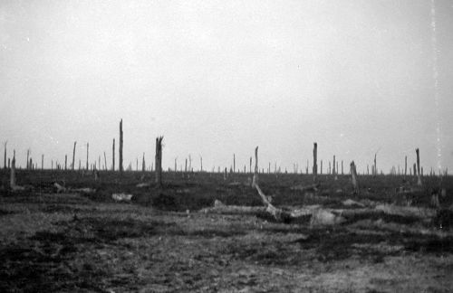 The devastated Delville Woods after the war